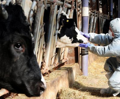 Ящур поширюється по всьому Корейському півострову