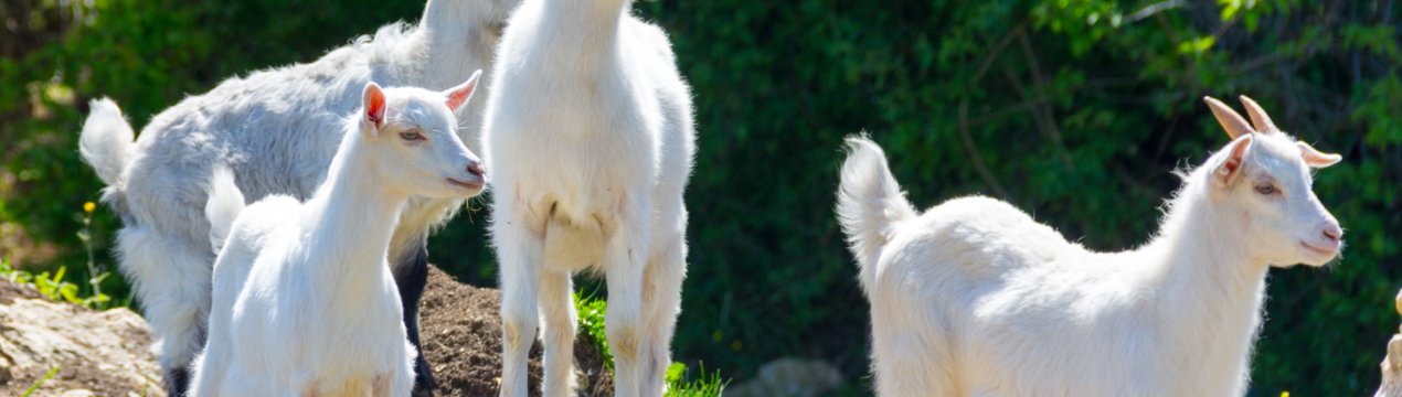 Голландські кози забезпечать роботою ставропольских фермерів