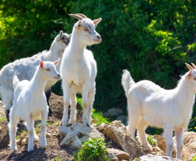 Голландські кози забезпечать роботою ставропольских фермерів