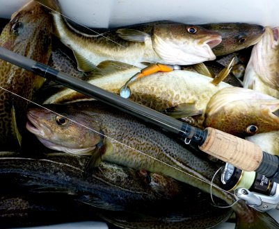 Можливість є! Сіверян забезпечать доступною тріскою