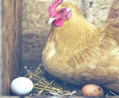 Як зробити своїми руками гніздо з яйцесборником