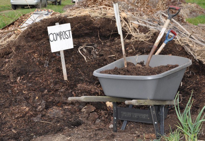 Підживлення яблуні компостом