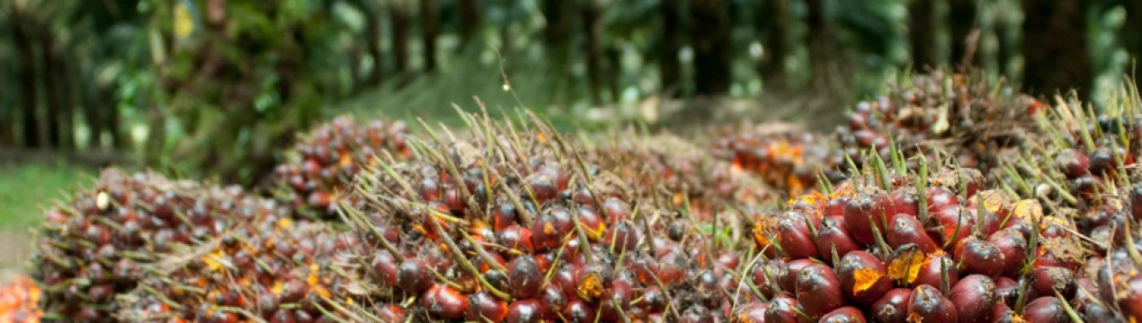 Індонезія незадоволена рішенням ЄК про відмову від пальмової олії