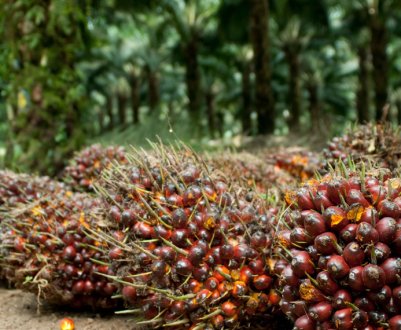Індонезія незадоволена рішенням ЄК про відмову від пальмової олії