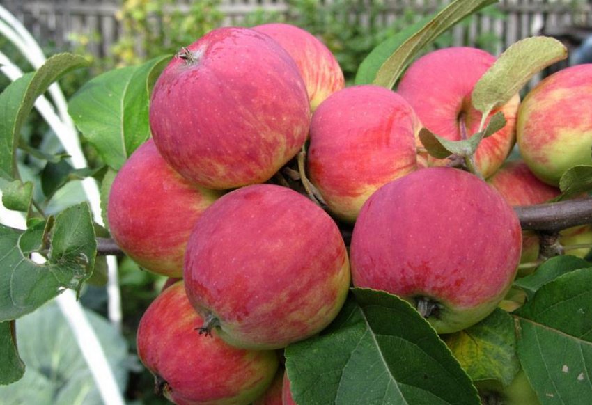 Яблуня Уралець