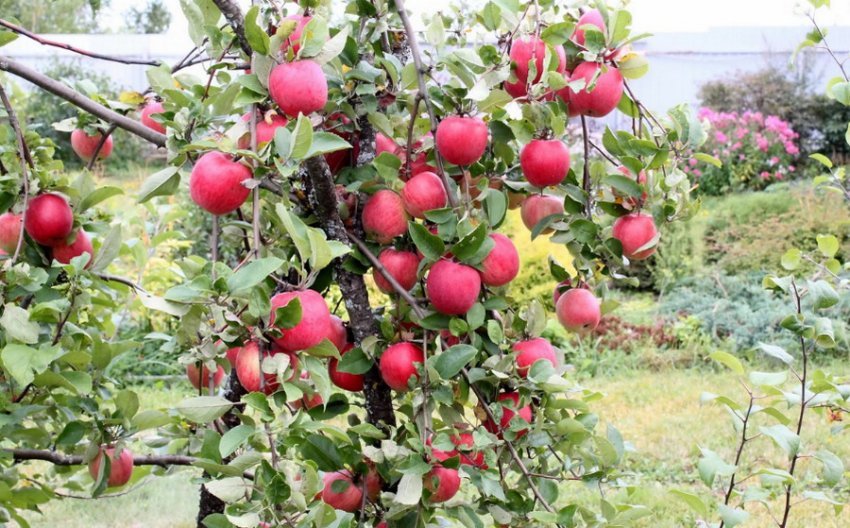 Яблуня Уралець