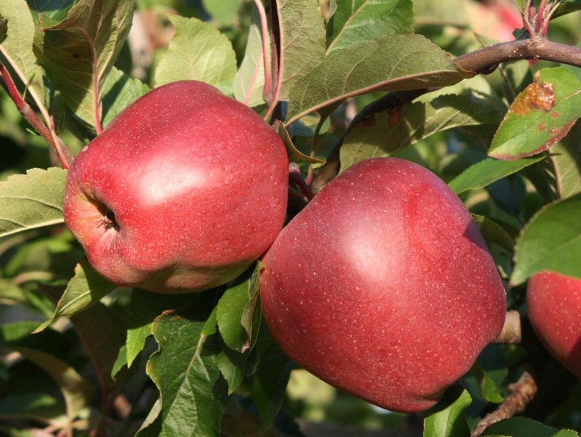 популярные сорта яблонь