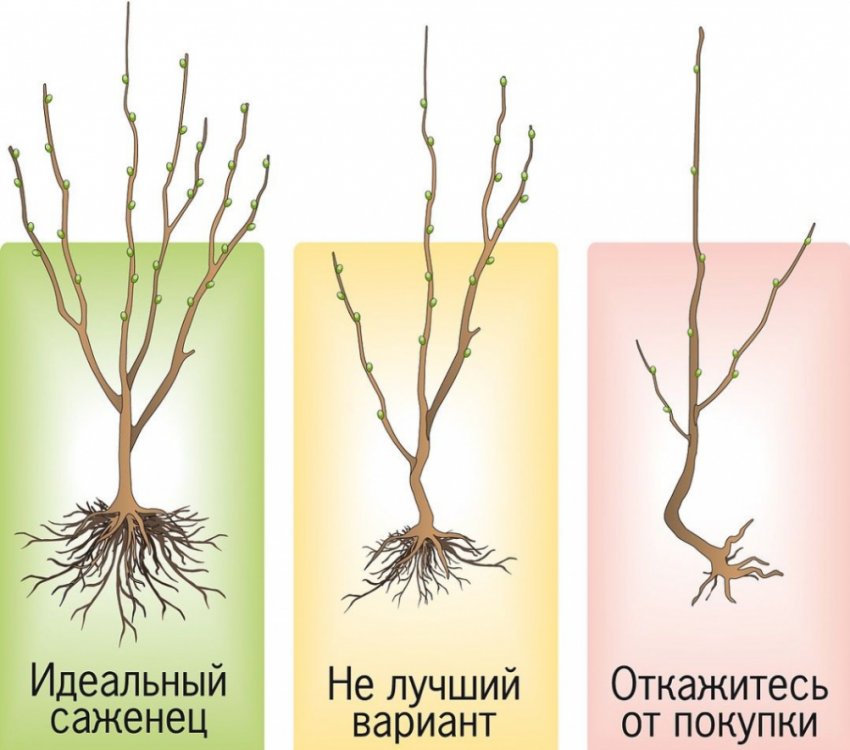 Як правильно вибрати саджанець Як правильно вибрати саджанець