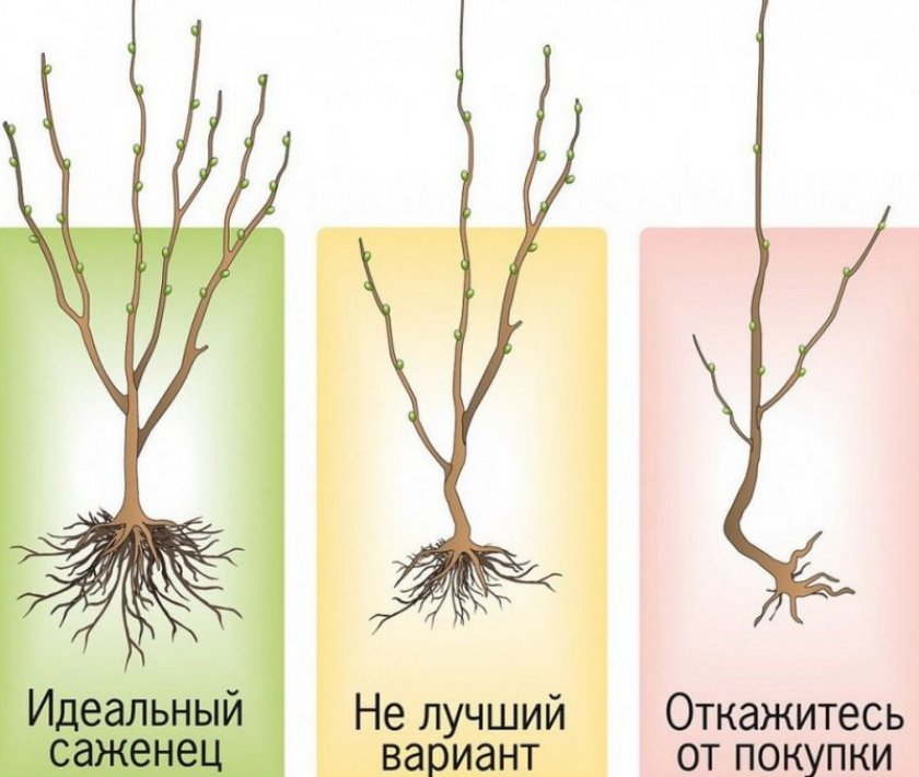 Саженцы Саженцы