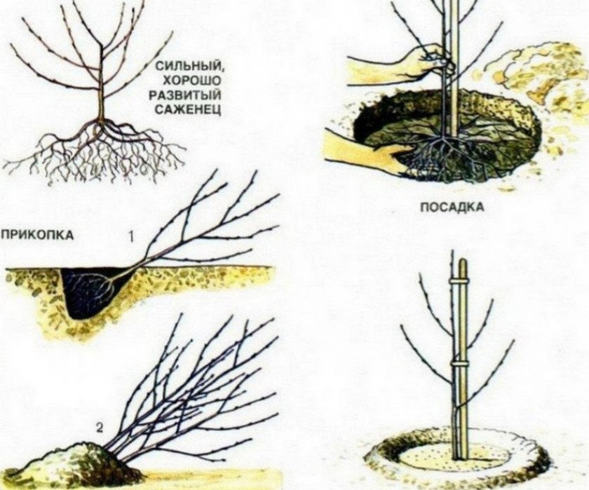 Посадка яблони Посадка яблони