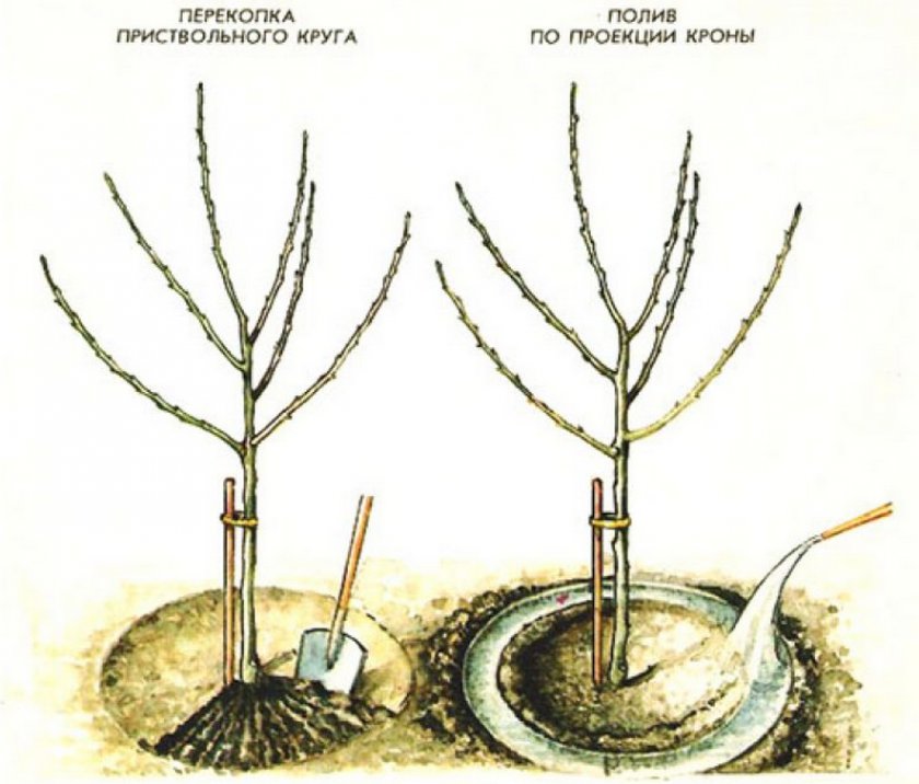 Схема полива яблонь Схема полива яблонь