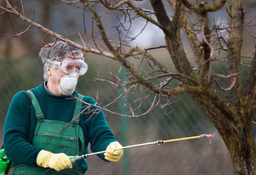 Обробка яблуні