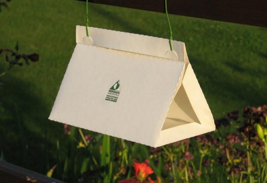 Феромонні пастки