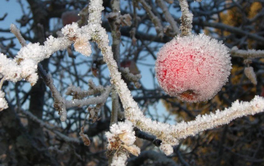 Іній на яблуні