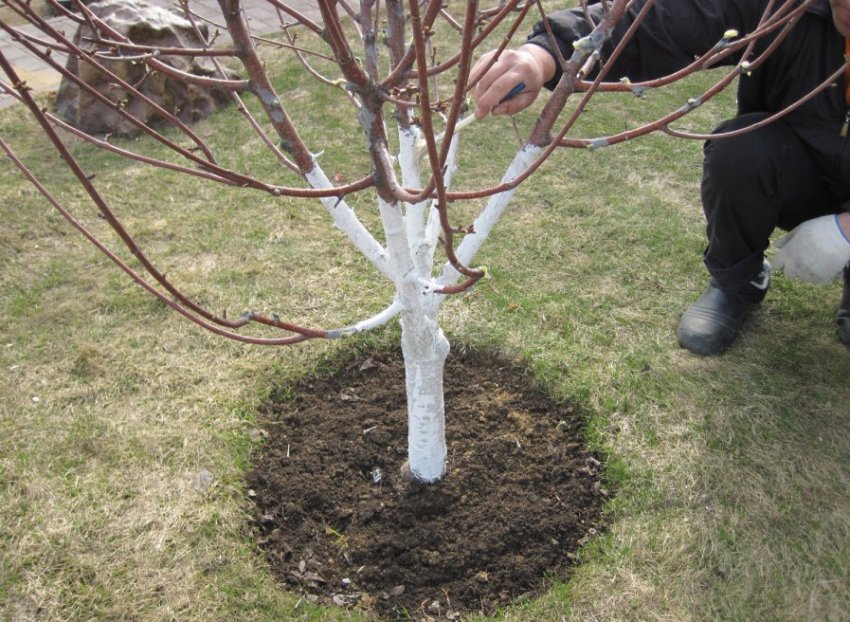 Побілка яблуні Побілка яблуні