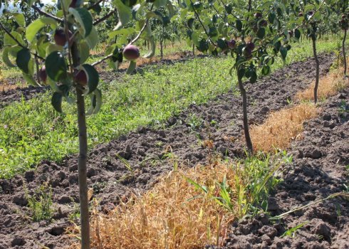 Особенности посадки яблони