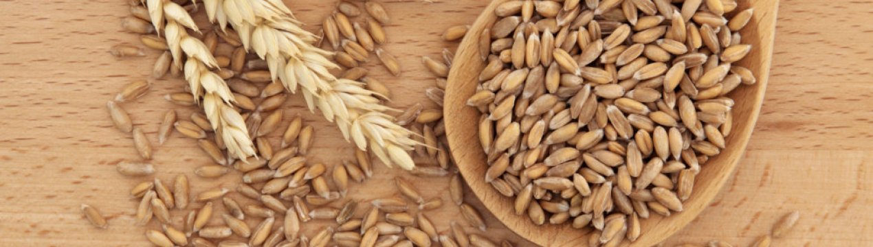 Навчившись вирощувати спельту, українські фермери забезпечать собі стабільно зростаючий прибуток