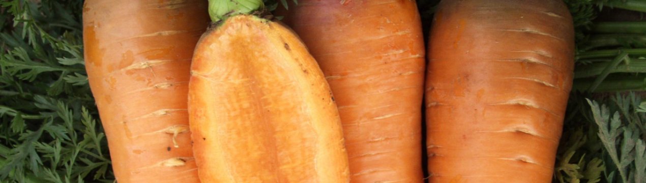 Особливості вирощування та догляду за морквою Забарвлення