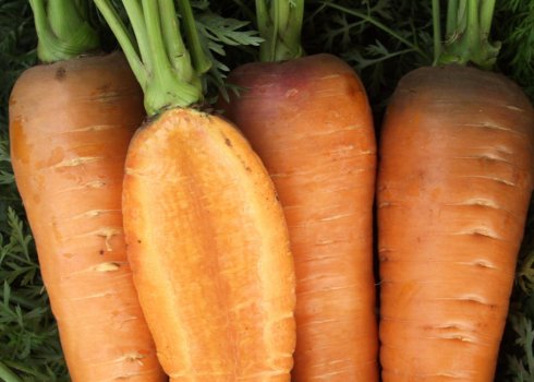 Особливості вирощування та догляду за морквою Забарвлення