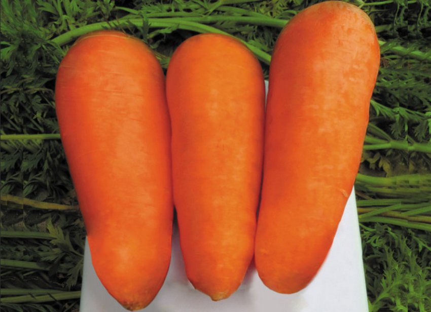 Морковь гибриды. Морковь Болтекс. Морковь Болтекс 1гр/10. Морковь шанс Сибирский сад. Морковь конусовидная сорта.