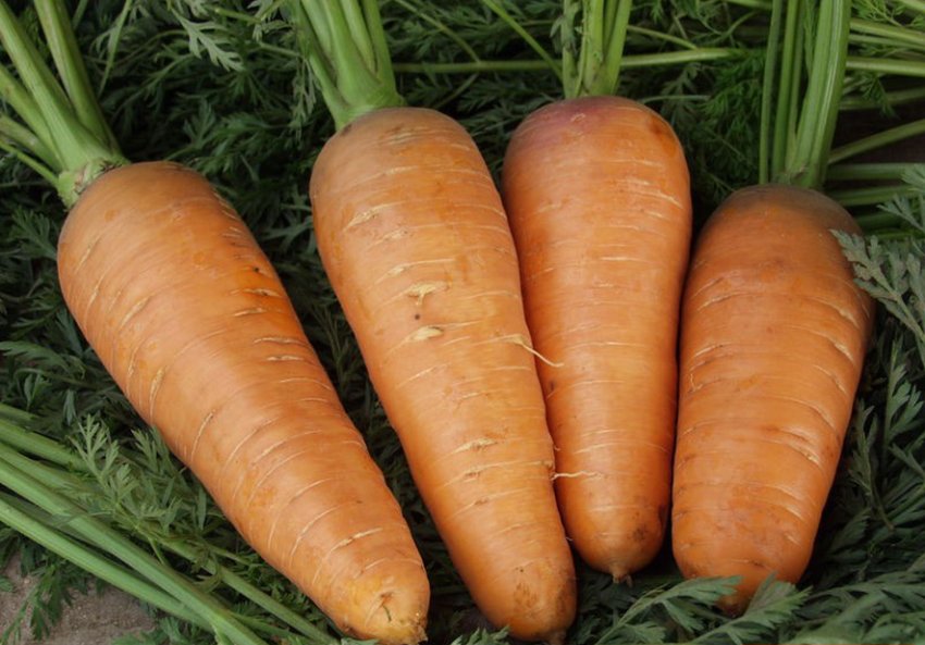 Морква Забарвлення