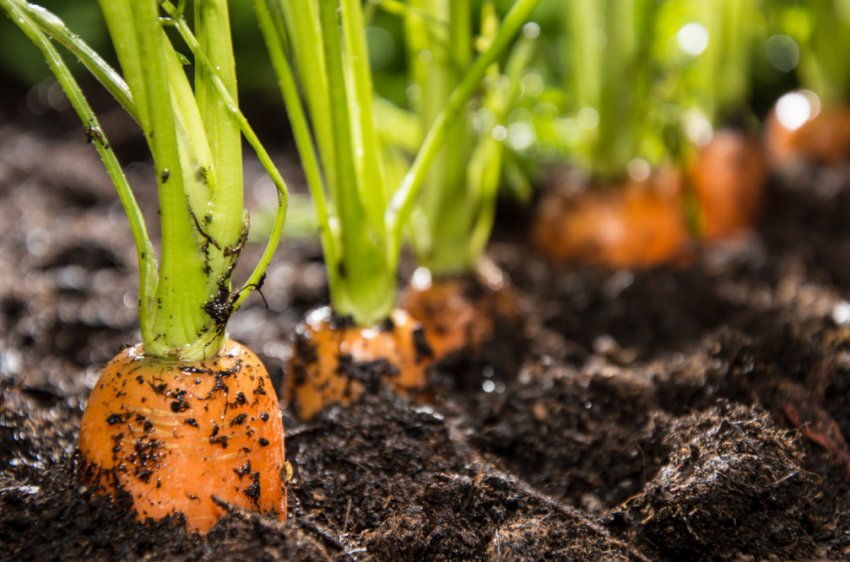 Моркву на грядці