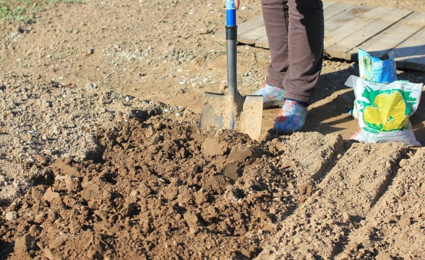 Підготовка ділянки для посіву моркви