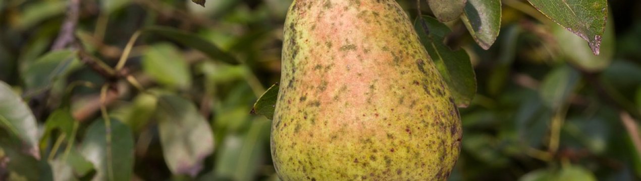 Парша крокує по Україні: яблуні і груші в небезпеці