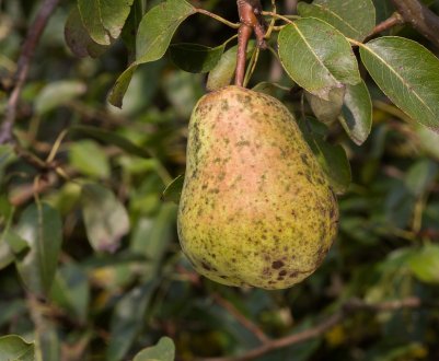 Парша крокує по Україні: яблуні і груші в небезпеці