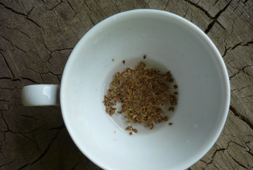 Замочування насіння моркви