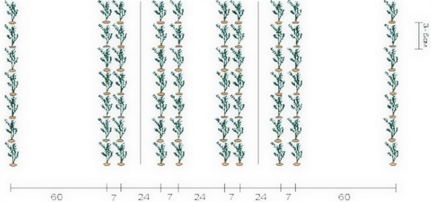 Схема посадки моркви