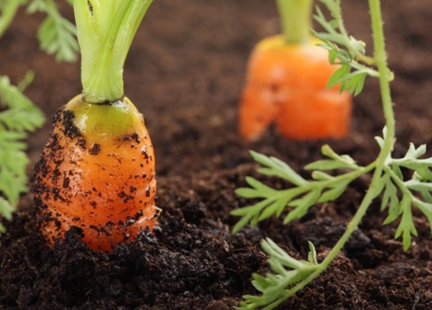 Добриво моркви