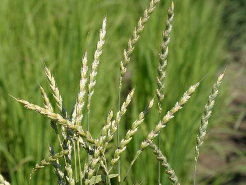 Навчившись вирощувати спельту, українські фермери забезпечать собі стабільно зростаючий прибуток Навчившись вирощувати спельту, українські фермери забезпечать собі стабільно зростаючий прибуток