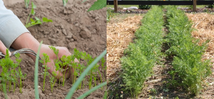 Розпушування ґрунту і мульчування