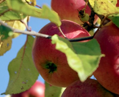 Кращі сорти яблунь для Білорусі