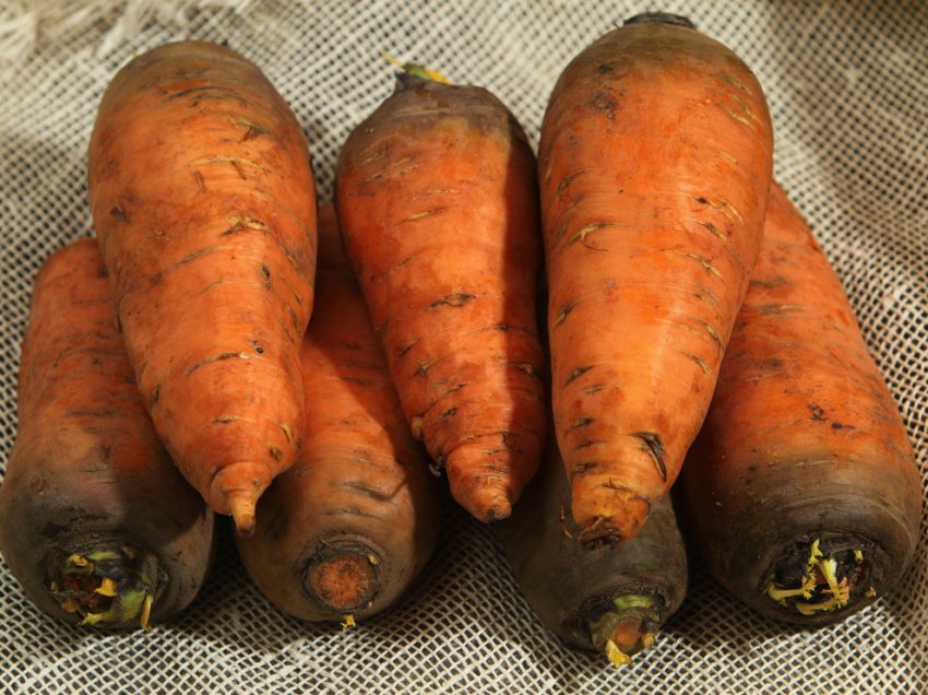 Морковь гибриды. Морковь Болтекс f1. Морковь Болтекс f1 (Престиж). Морковь Болтекс (20) АГРОСЕМЯ. Морковь Болтекс описание сорта.