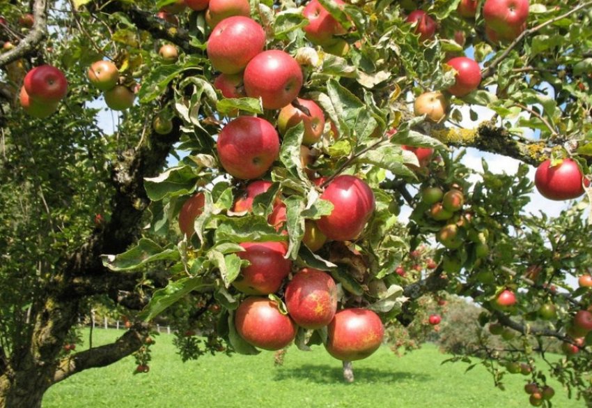 Яблуня Малинівка Яблуня Малинівка