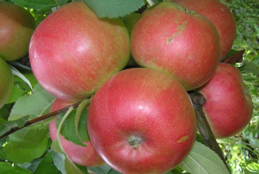 Яблуня Променисте Яблуня Променисте