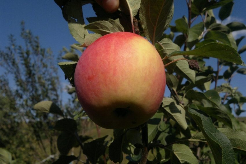 Мінське яблуко Мінське яблуко