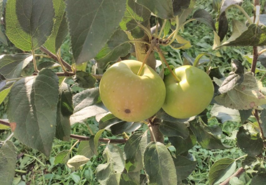 Яблуня Олена Яблуня Олена