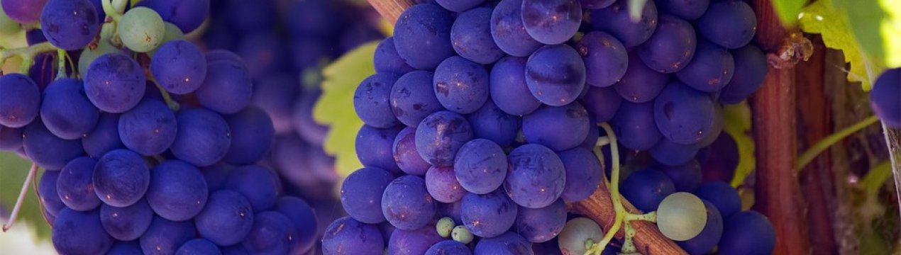 Столовий виноград в Україні продовжує дорожчати