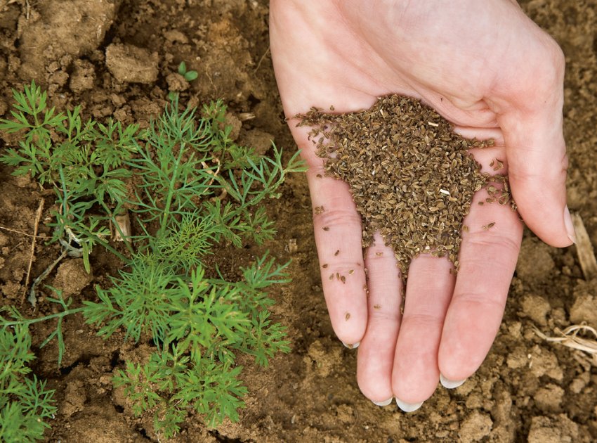 Посів насіння моркви