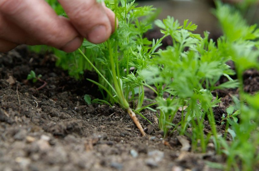Проріджування моркви