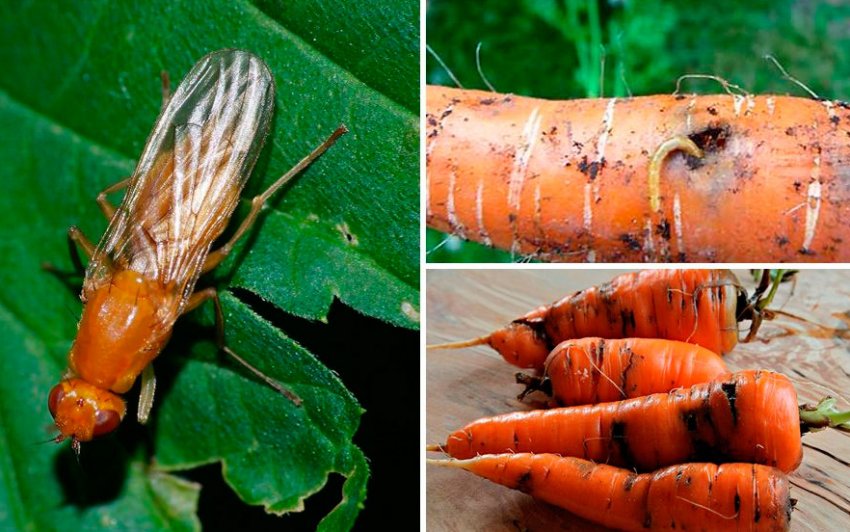 Морквяна муха