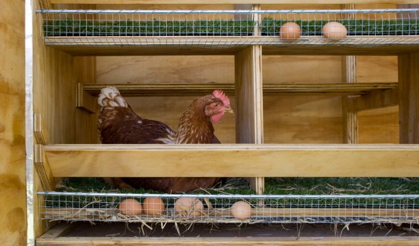 Гнездо с яйцесборником