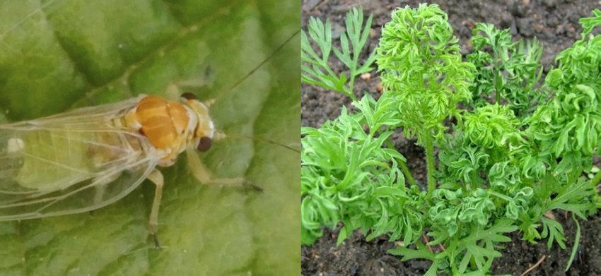 Морквяна листоблошка