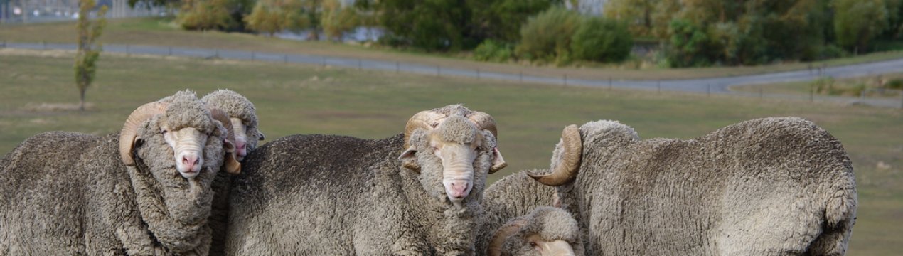 Заморожену сперму баранів успішно використовували для запліднення овець