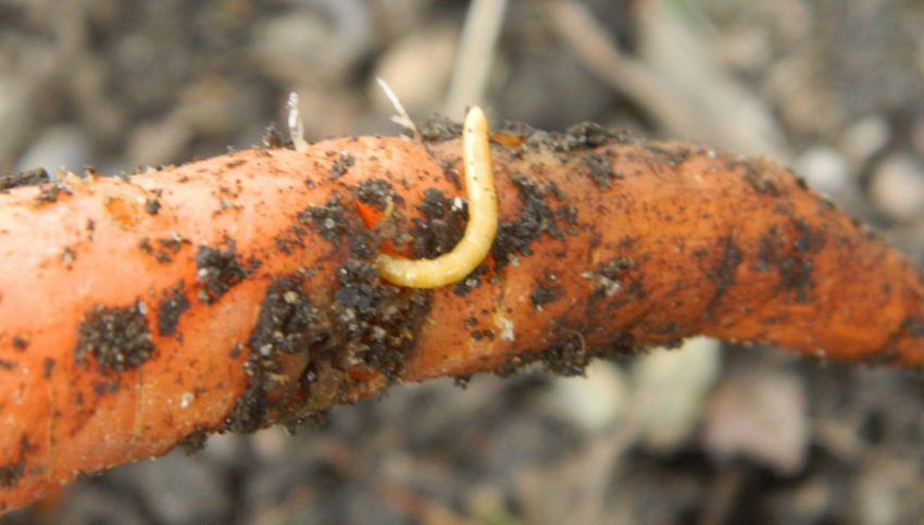 Дротянка на моркві