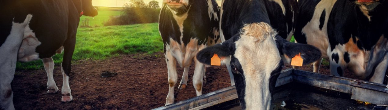 Что пьёт корова: сколько литров воды, что делать, если корова не пьёт