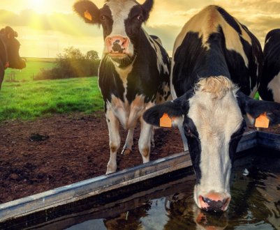Что пьёт корова: сколько литров воды, что делать, если корова не пьёт